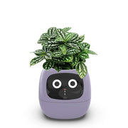 Aqua Smart Flower Pot with Cute Design - Aqua